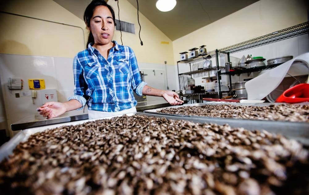 Monica Martinez brinner för insikter och har bland annat grundat Don Bugito, och säljer snacks i form av larver och syrsor med eller utan choklad.