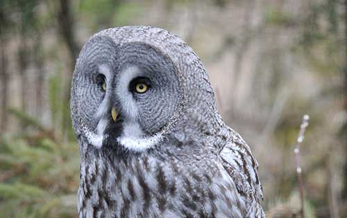 Lappugglans namn blir kvar men flera andra fågelnamn som kan uppfattas som stötande skrotas.