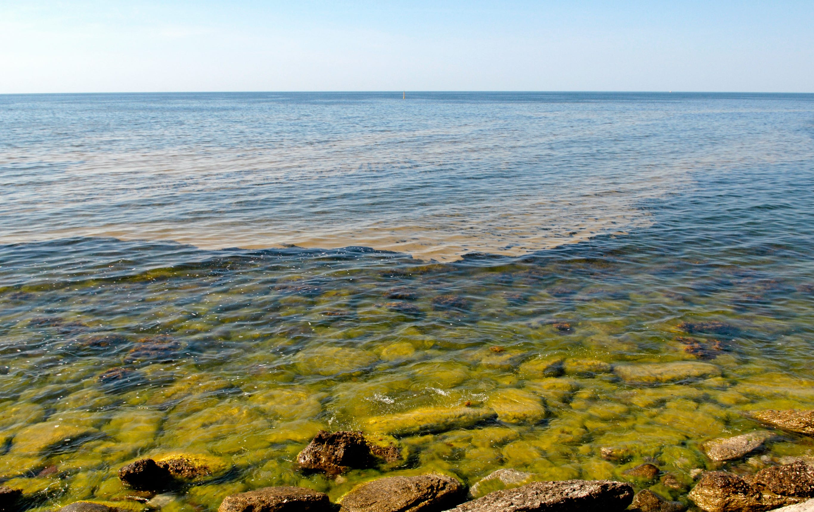 Massiv algblomning hotar Östersjön DN.SE