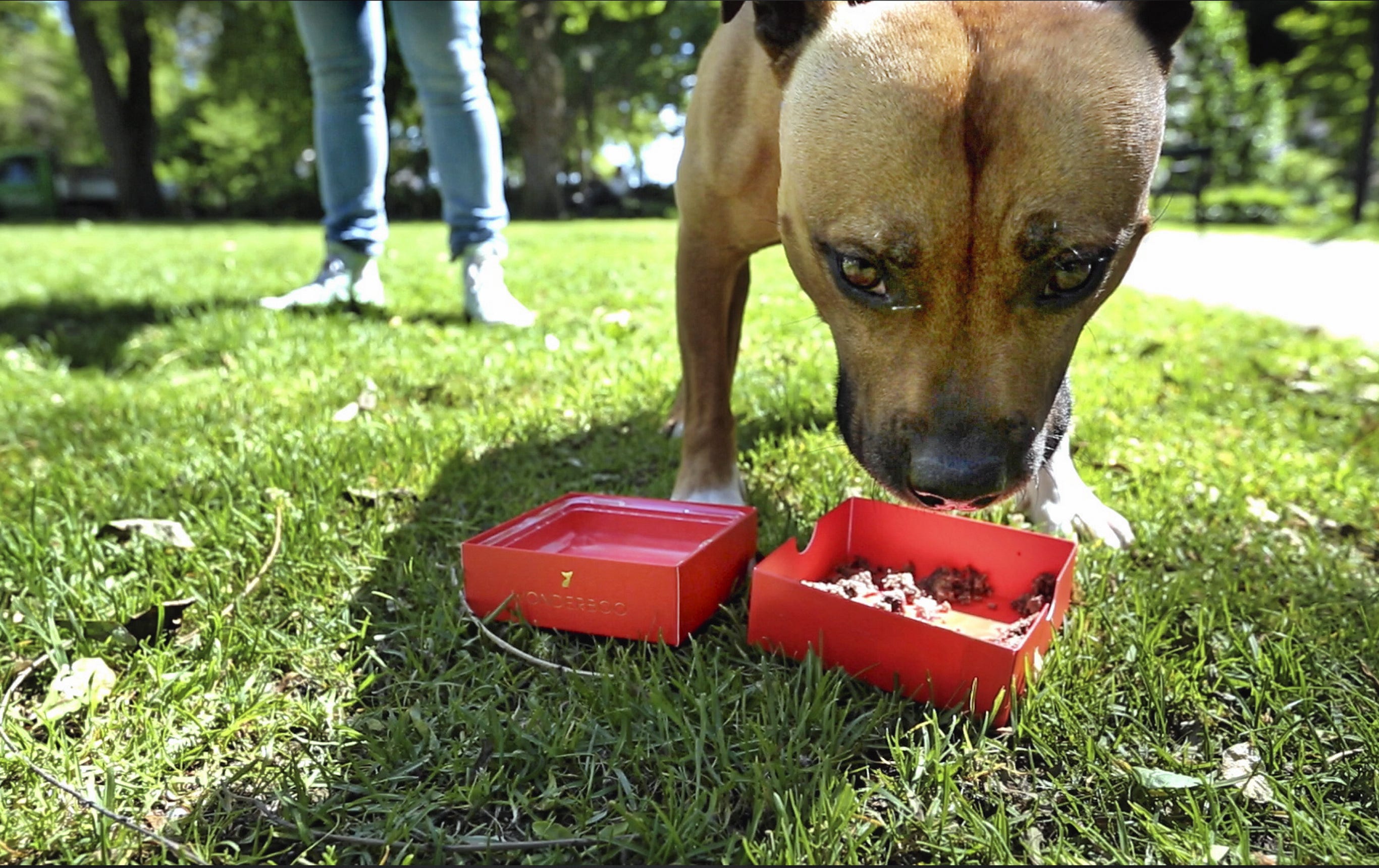 Servering av vatten och mat – svensk oxe – till hunden Gusten.