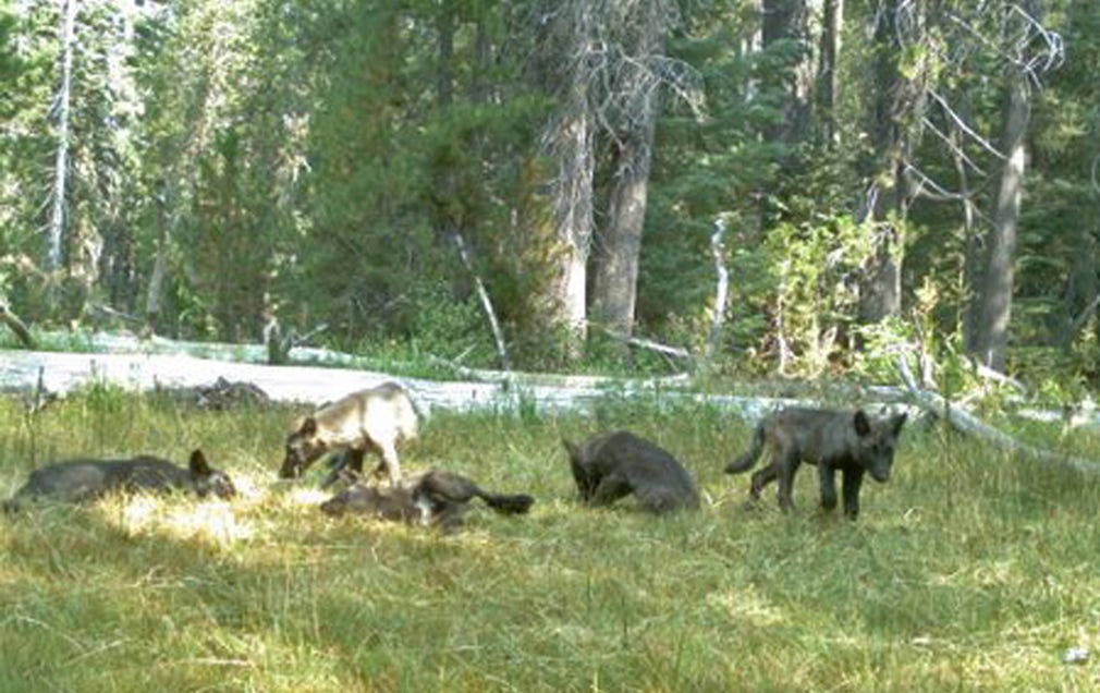 Flockens vargungar tar det lugnt i en glänta i skogen i Siskiyou County. Bilden är tagen den 9 augusti.