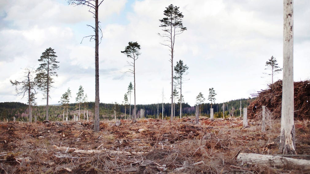 Måste kalhygget vara skapat av människohand, som det här?