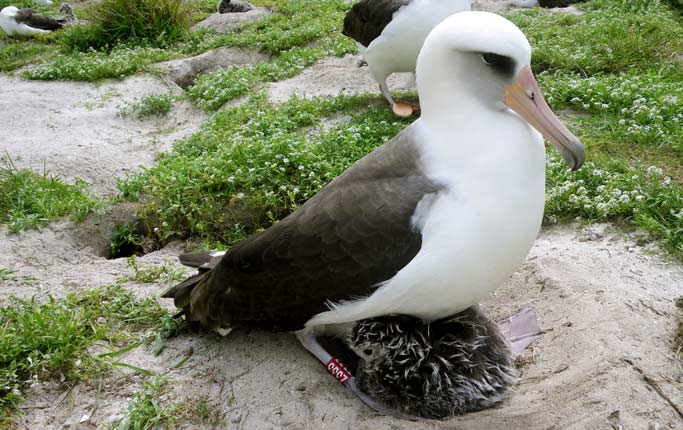 Wisdom med unge vid Midway Atoll National Wildlife Refuge.