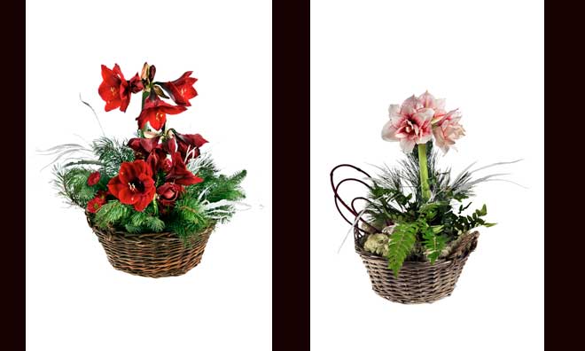 Djupt röda amaryllis tillsammans med yviga tallkvistar och röda krysantemum nära stjälkarna blir ett riktigt blickfång på julbordet. Den mossbeklädda jorden är formad till en kulle, en viktig designdetalj i julgruppssammanhang.