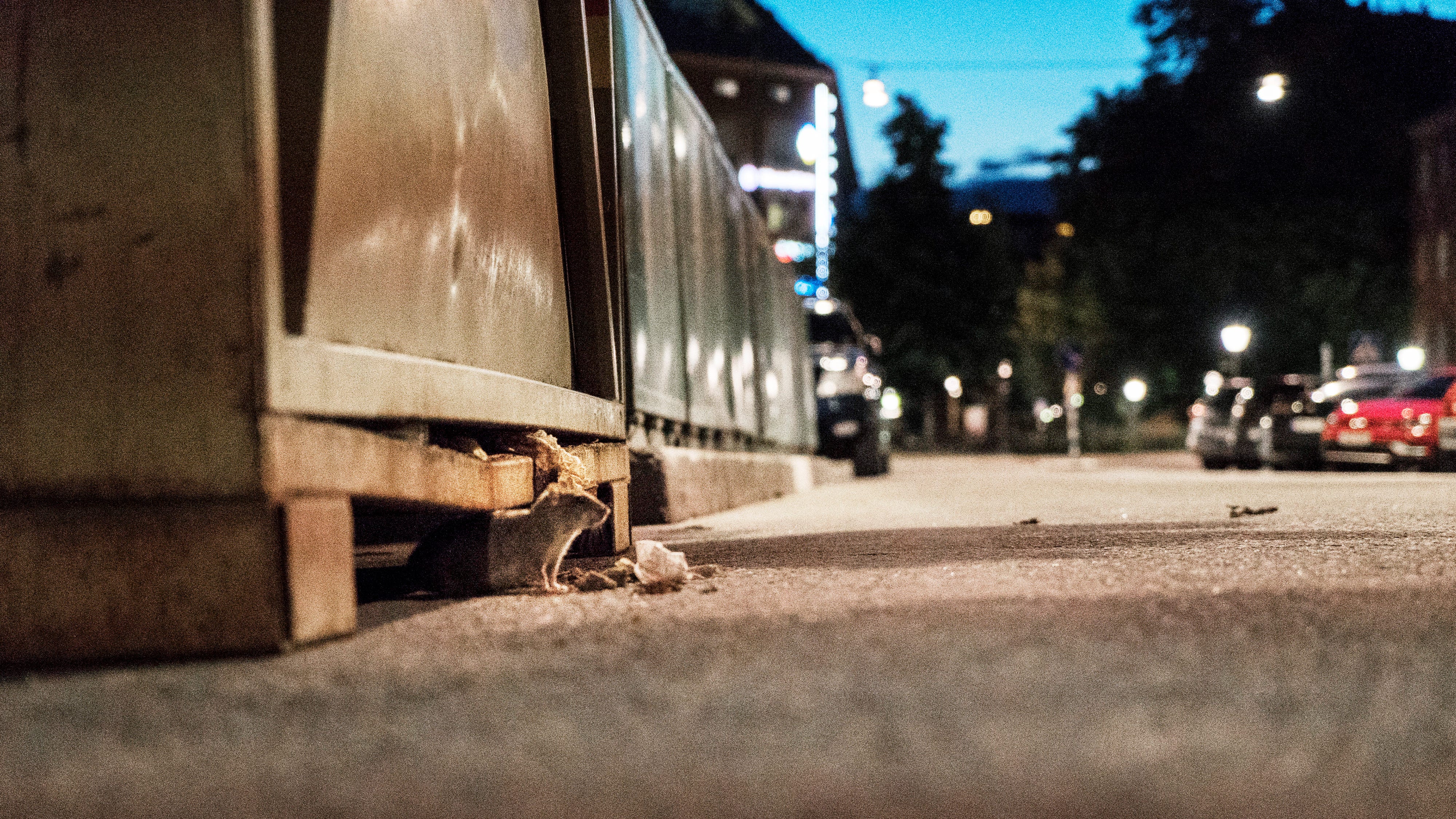 – Så länge sopkärlen är råttsäkra så är det ingen fara. Men om det står sopor på gatan bredvid kärlen så blir det en klart värre situation, säger Tommy Tuvunger, skadedjurssamordnare.