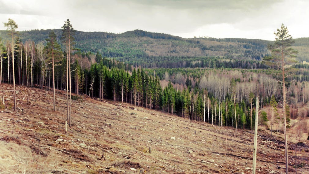 Nya resultat från Lunds universitet visar att kalhyggesbruk även genererar utsläpp av de kraftfulla växthusgaserna metan och lustgas. Utsläppen av koldioxid dominerar men bidragen av dessa klimatpåverkande gaser är inte försumbara, skriver artikelförfattarna.