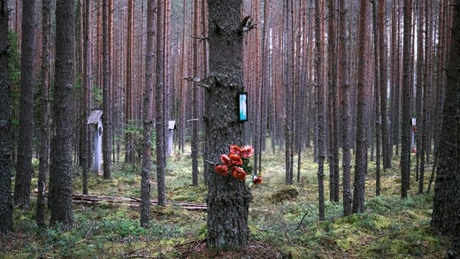 I Sandarmoch hedrar anhöriga offren för Stalins terror.