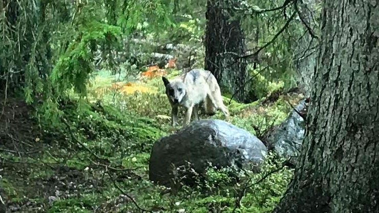 Vargtiken i Tyresta fångades på bild av DN:s läsare Carl Dafgård.