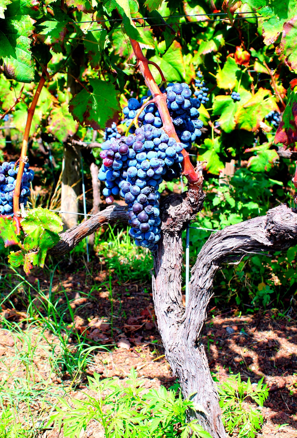 Mogna nerello mascalese-druvor.