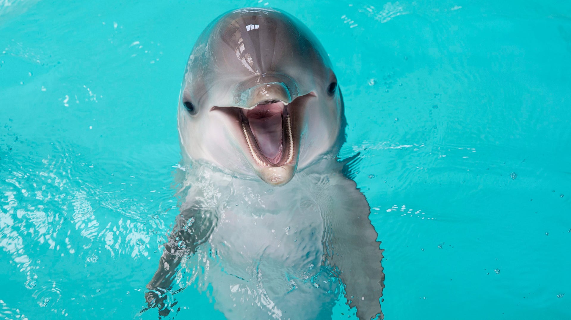 En delfin är född på Kolmården - DN.SE