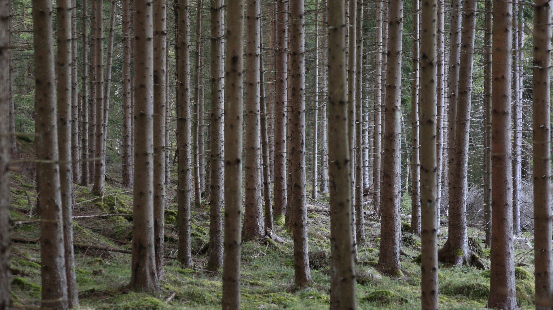 Värmland är ett område där skogen förmodas vara angripen.