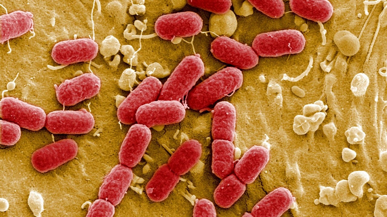 E. coli bakterier är ofta där man hittar ESBL.