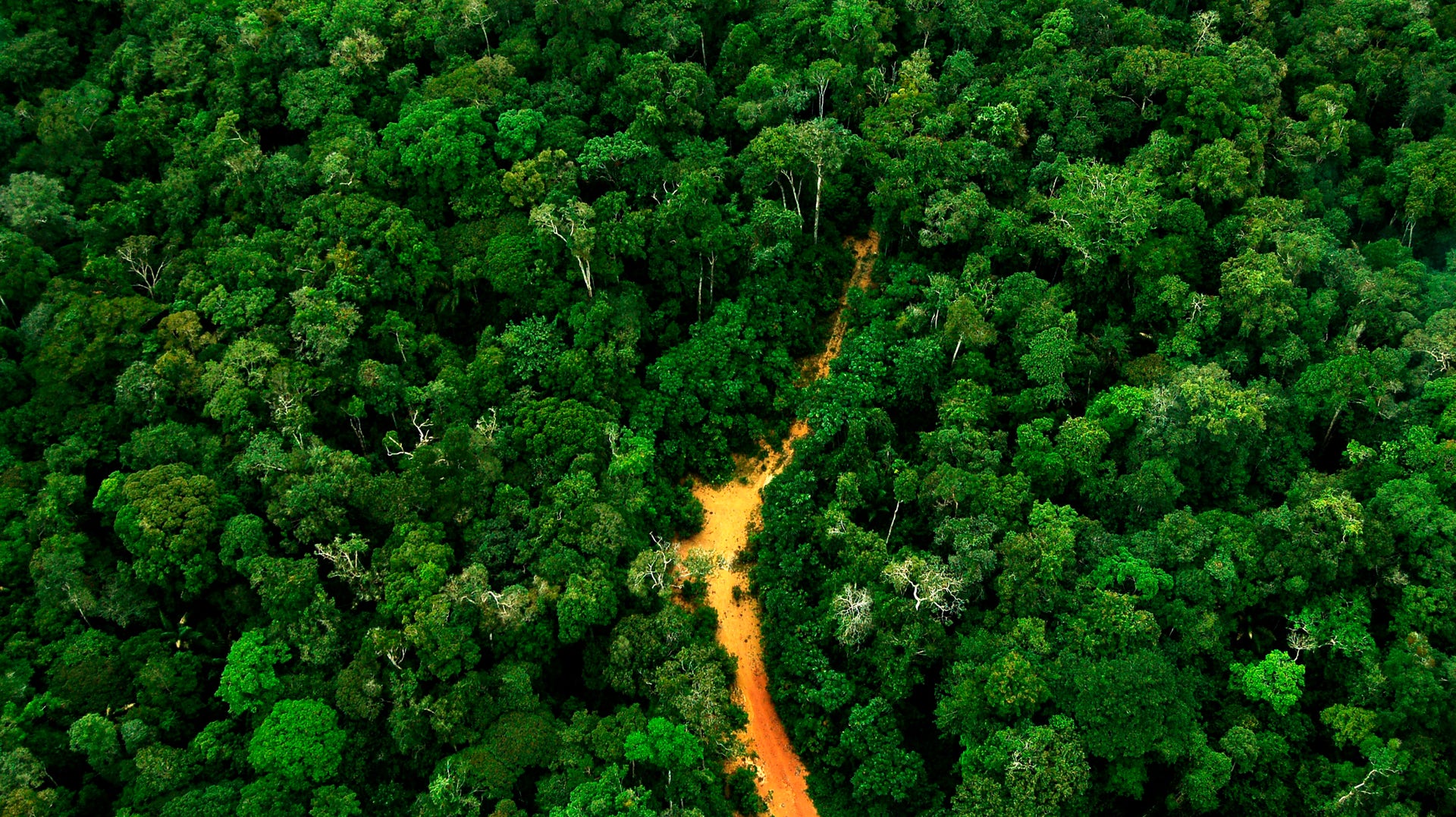 Olaglig avverkning i Amazonas.