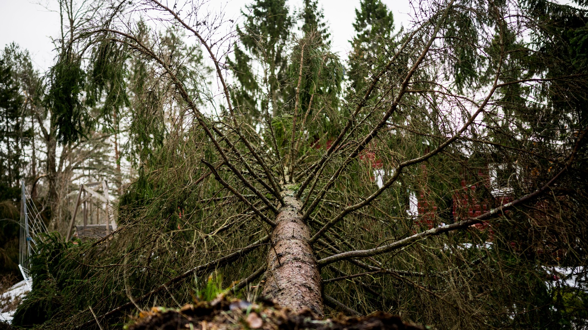 Vattenfall Spränger Bort Träd Efter Stormen - DN.se