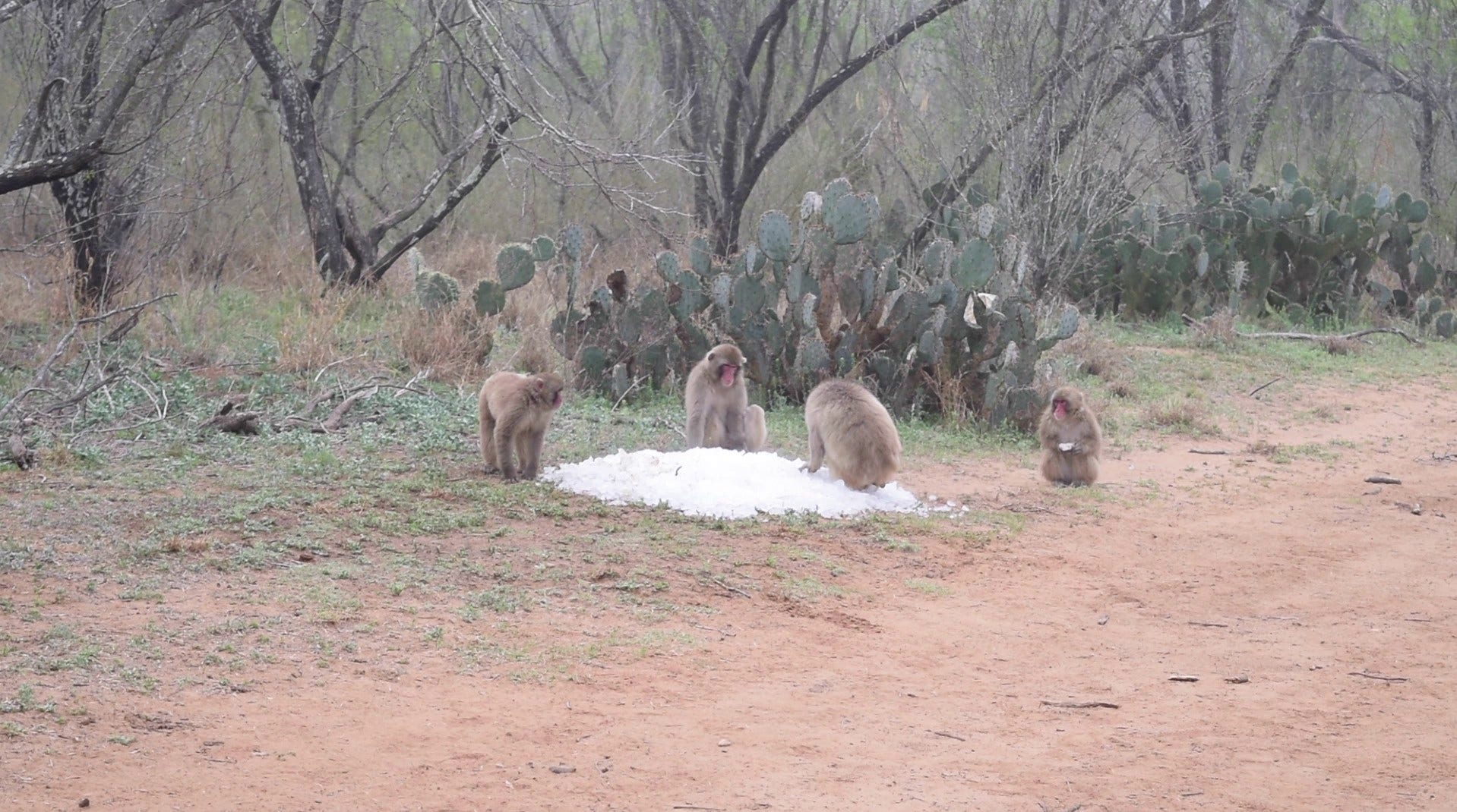 Stillbild ur Shimabukus film om snöapor i Texas