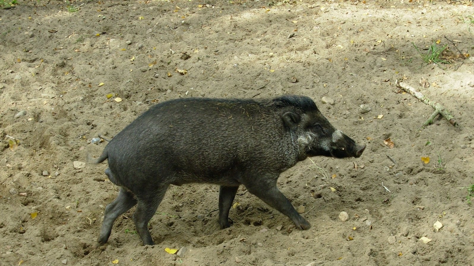 Grisar använde verktyg – första gången man sett det - DN.se