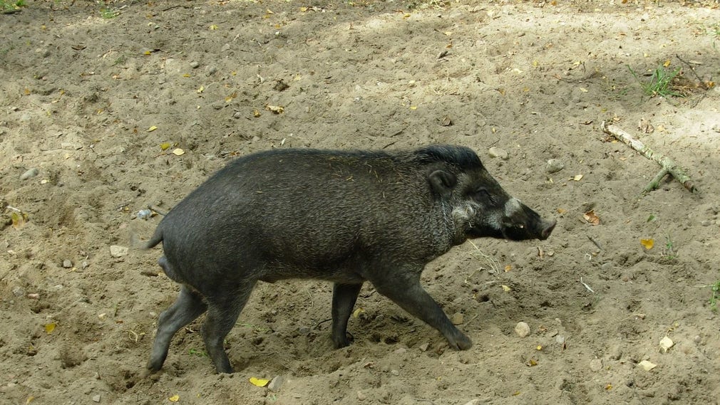 Grisar använde verktyg – första gången man sett det - DN.se