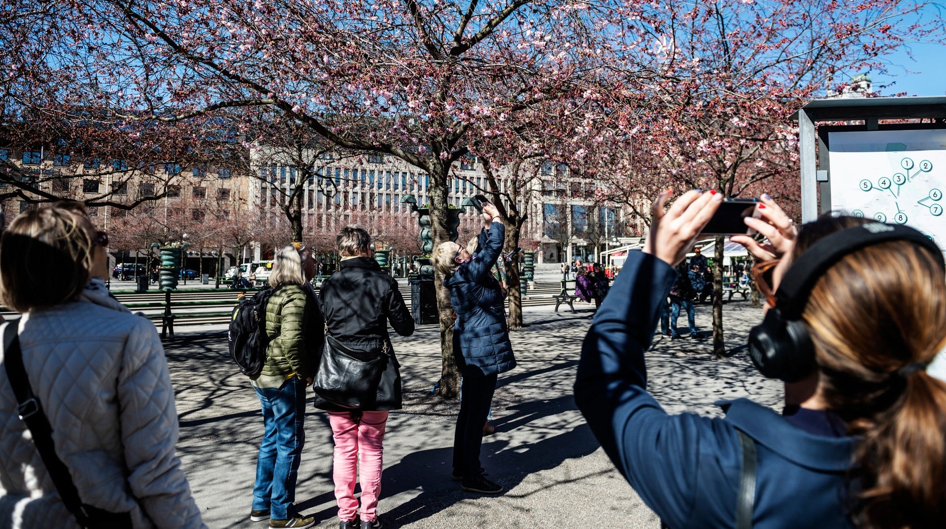 Det råder full aktivitet när de utslagna blommorna ska fotograferas.