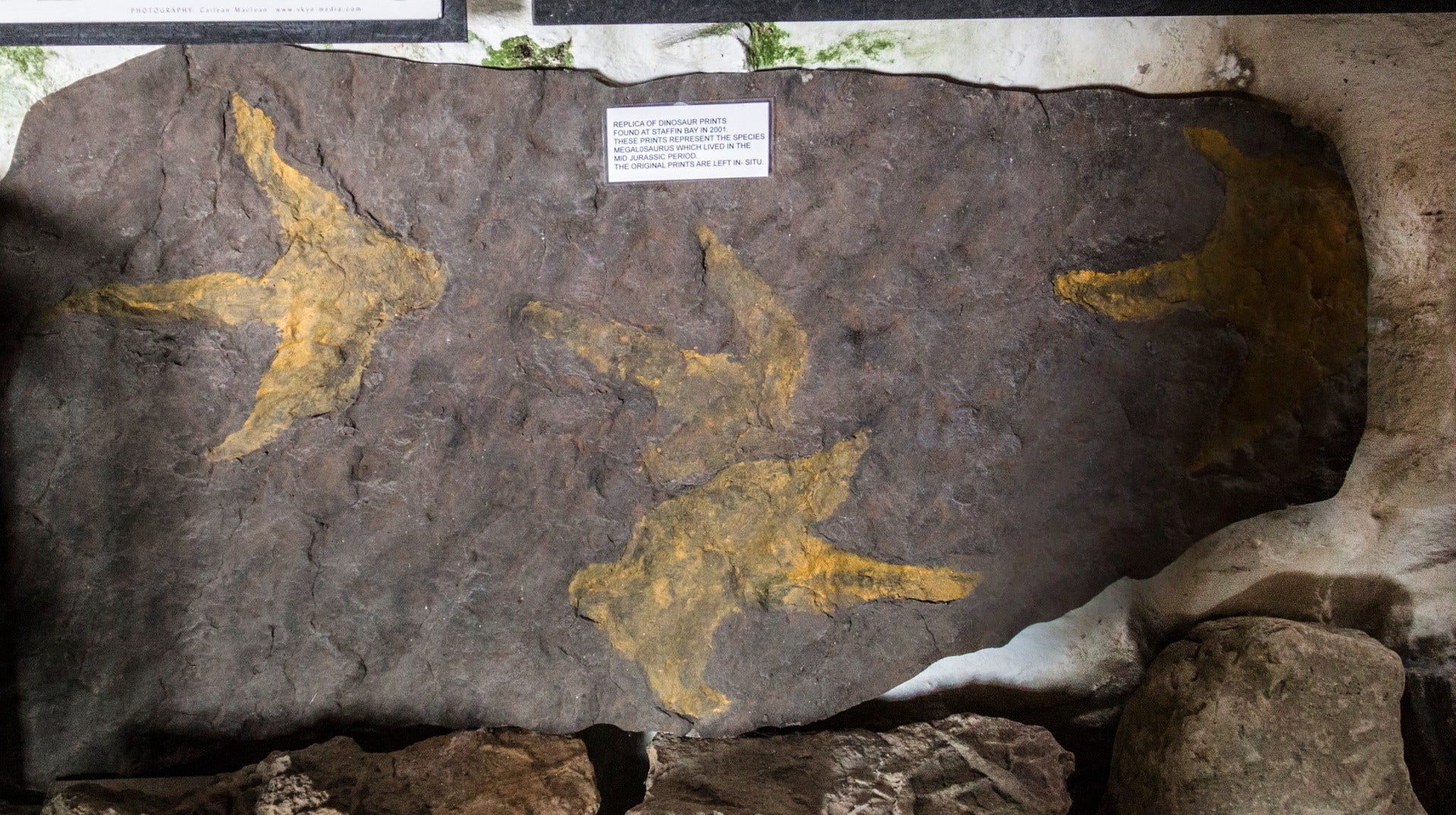 Replika av spår efter en megalosaurus. Originalspåren finns kvar på stranden vid Staffin Bay.