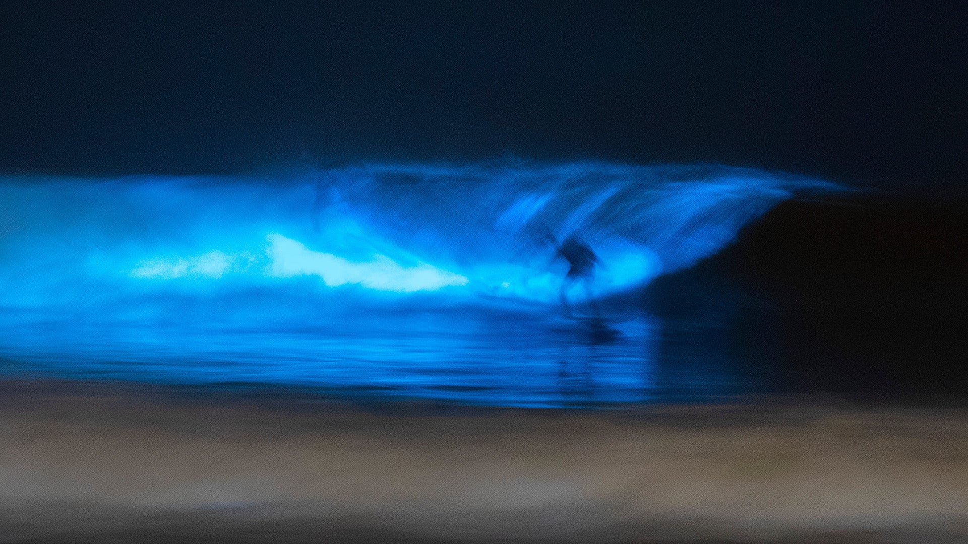 Det blå ljuset i vågorna uppkommer när havet under algblomning fylls av plankton ger ifrån sig ljusblixtar.