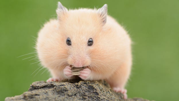 En guldhamster
fyller ”matkassarna” med mumsiga frön.