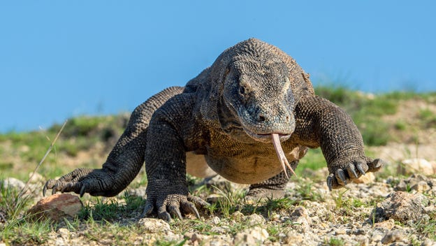 Kungen på Komodo!