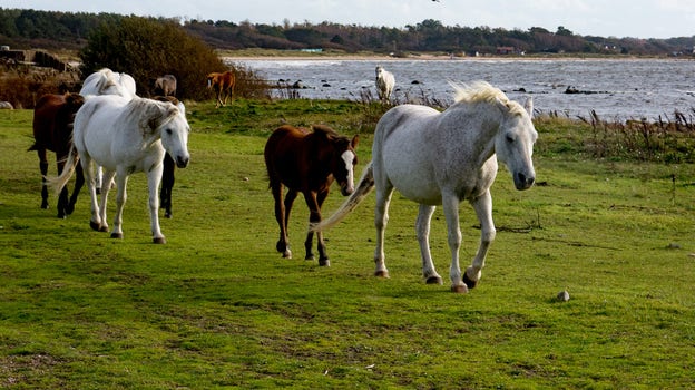 Fina fålar på grönbete någonstans i Sverige