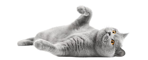 En katt har ungefär tio gånger fler hårstrån på kroppen än en människa.