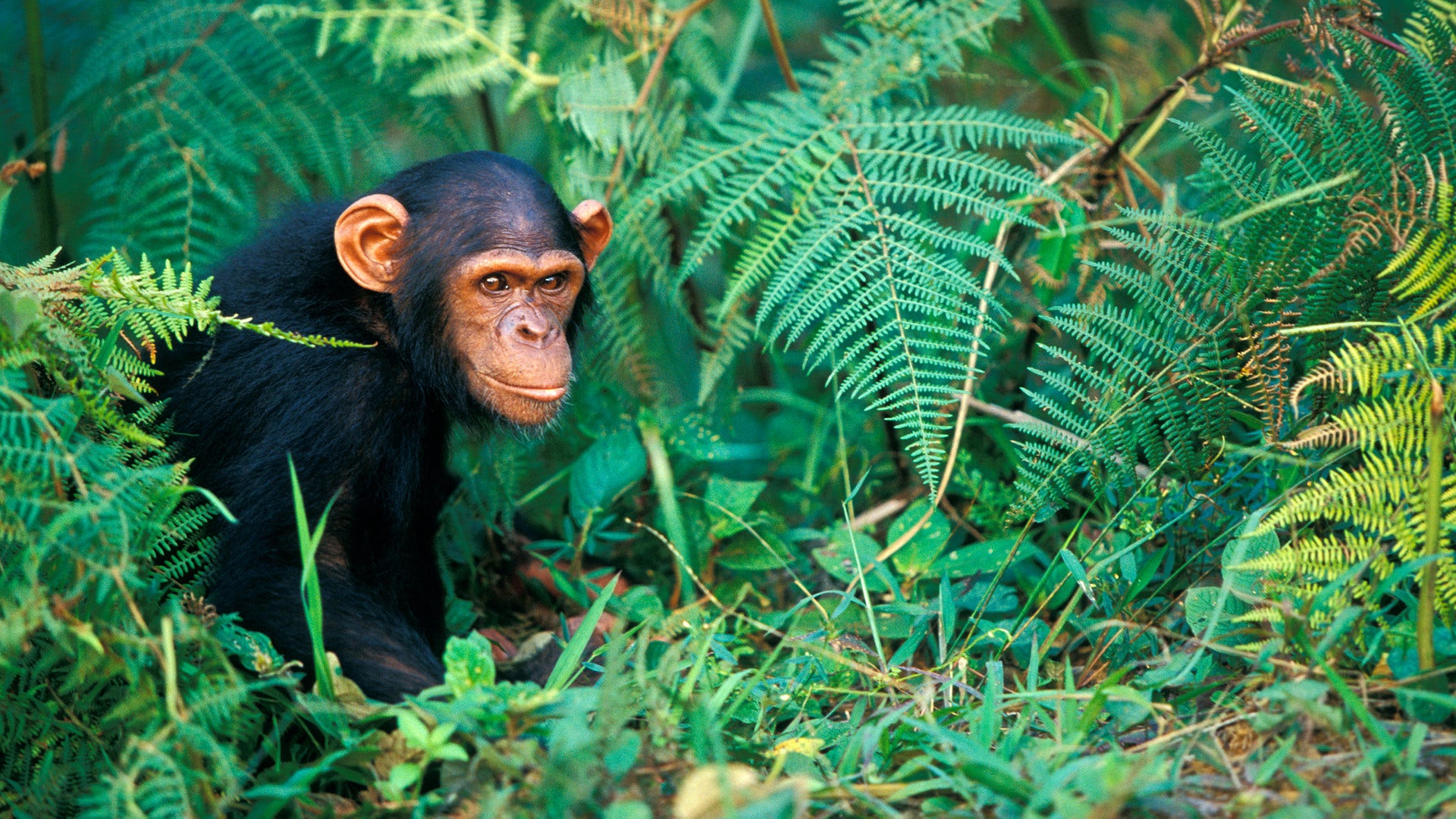 Gabon i Afrika är ett av de länder i världen där det fortfarande finns mycket oförstörd natur, där djuren trivs. Nu ska områdena skyddas för framtiden.
