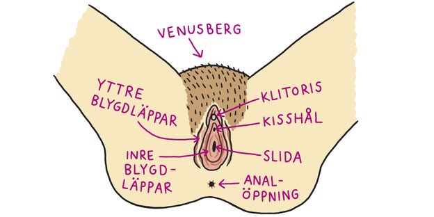 Delarna i kvinnans underliv. Men obs! Ingen är exakt lik någon annan. Utseendet på blygdläpparna varierar lika mycket som utseendet på människors ansikten!