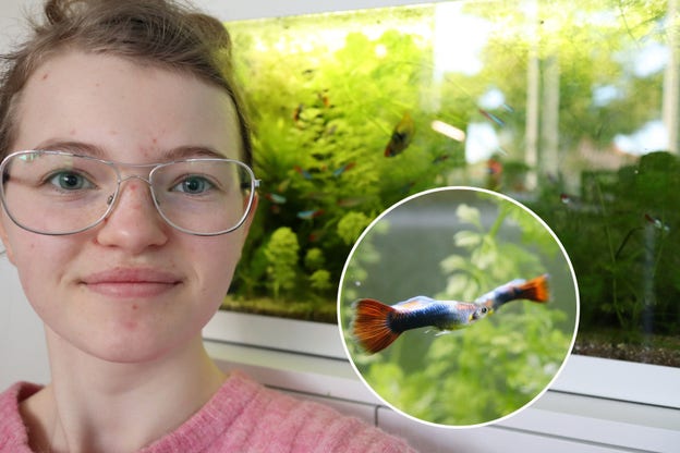 Emilia med sina guppies