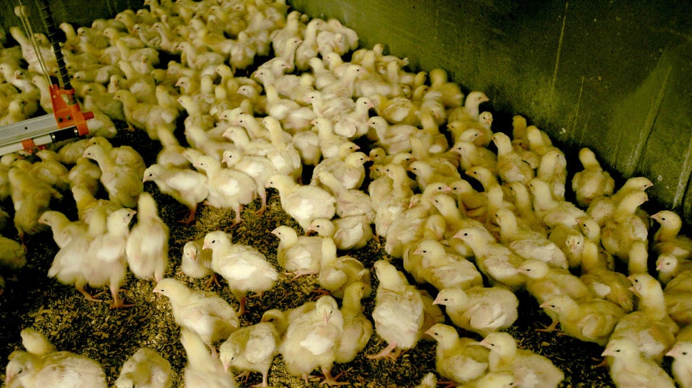 Storägaren köper för 108 Mkr i kycklingbolaget – närmar sig Öresund