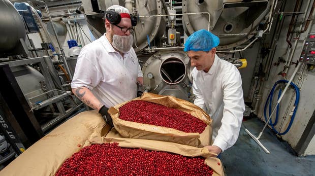 Syltkokaren Daniel Lingårdsson och vd Marcus Bjurklint hjälps åt att fylla på med kravmärkta lingon i syltkokaren. På ett år går det åt cirka 2.000 ton svenska lingon i Hafis produktion av lingonsylt.