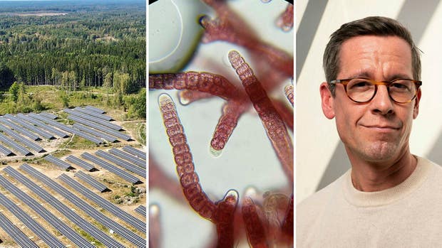 Från vänster: HP Solartechs solpark i Kalleberga, Volta Greentechs alger i närbild och Olle Lundin, vd för lånegivaren Froda.
