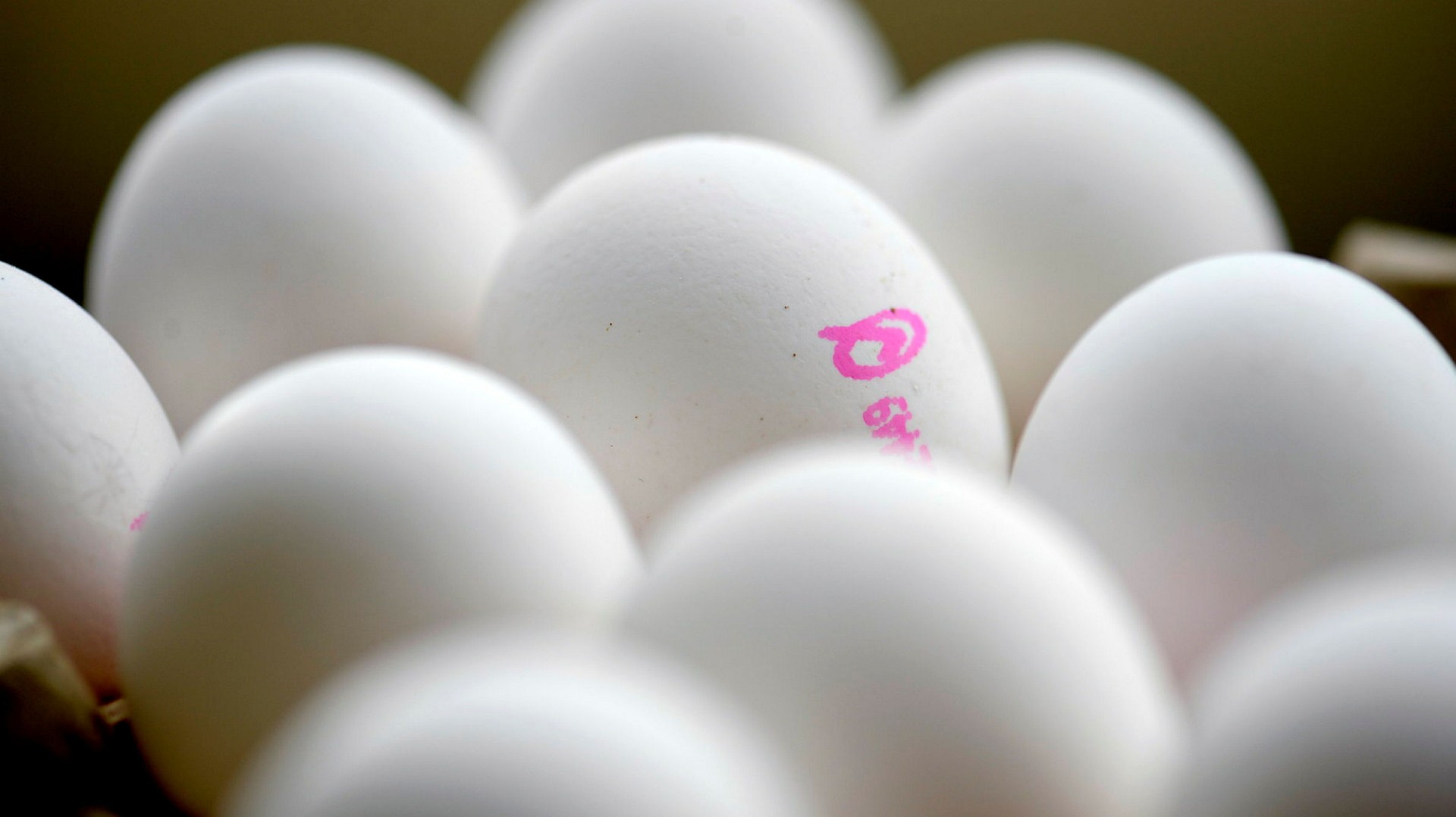 En miljon höns måste avlivas efter Jordbruksverkets dom