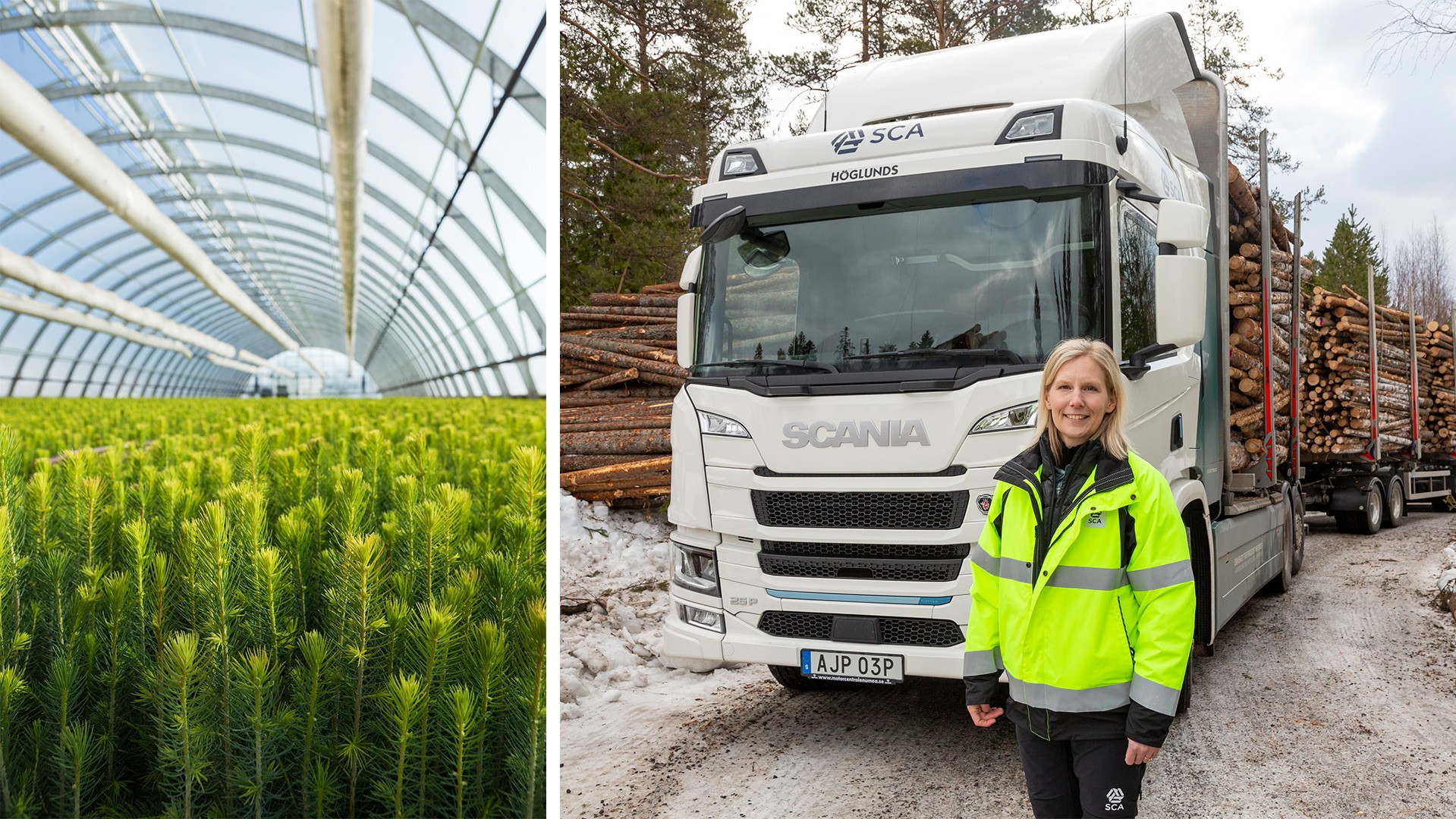 Så skapar SCA global klimatnytta med sin förnybara råvara