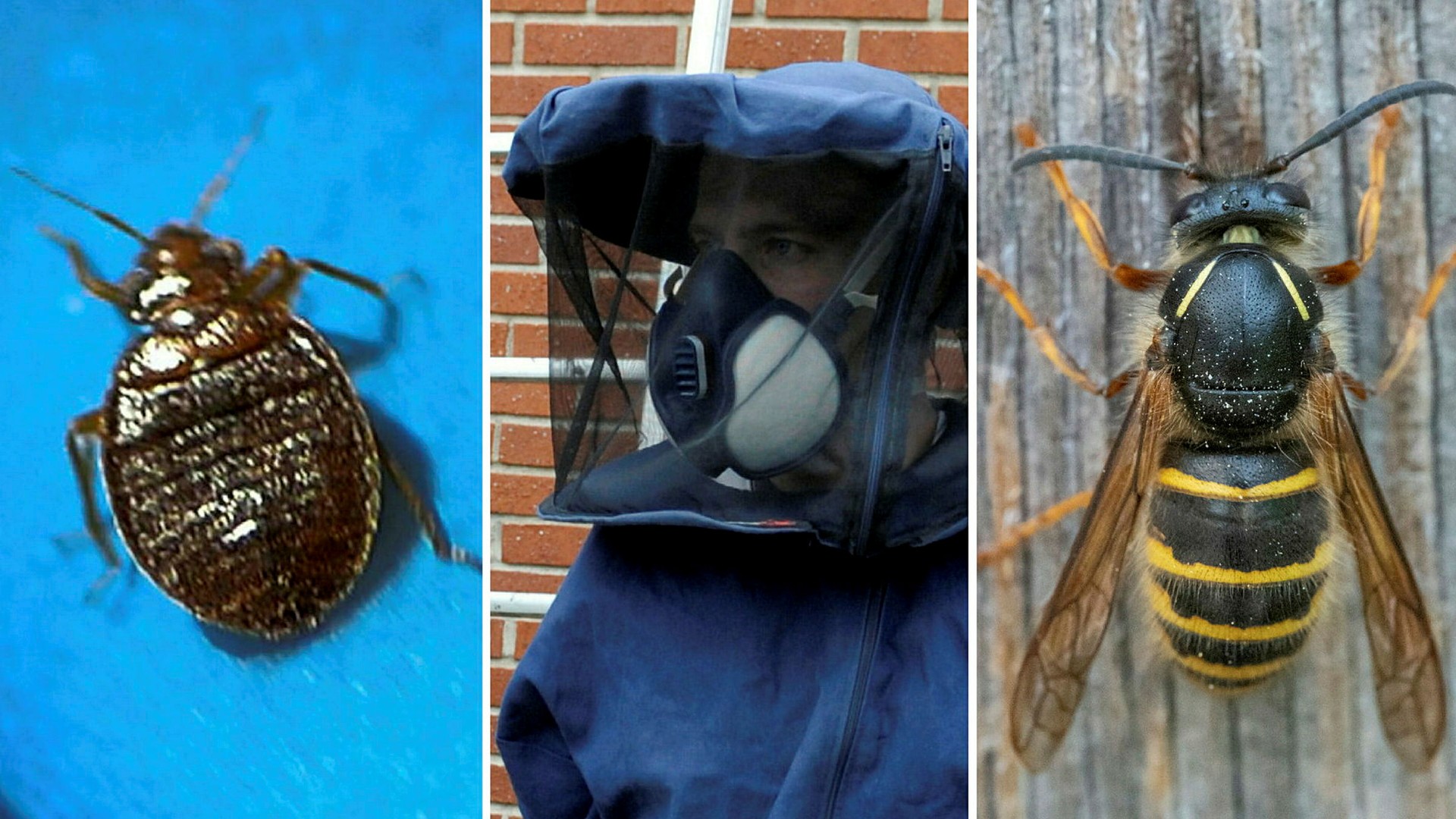 Skadedjursjätten utmanar EQT:s guldklimp i Sverige