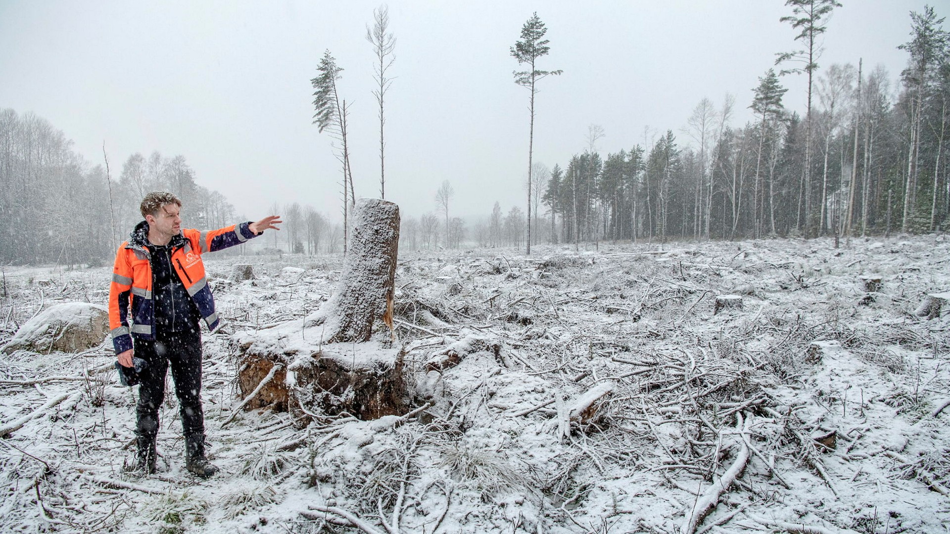 Oskar Schönning, vd för arboristföretaget Trädmästarna.