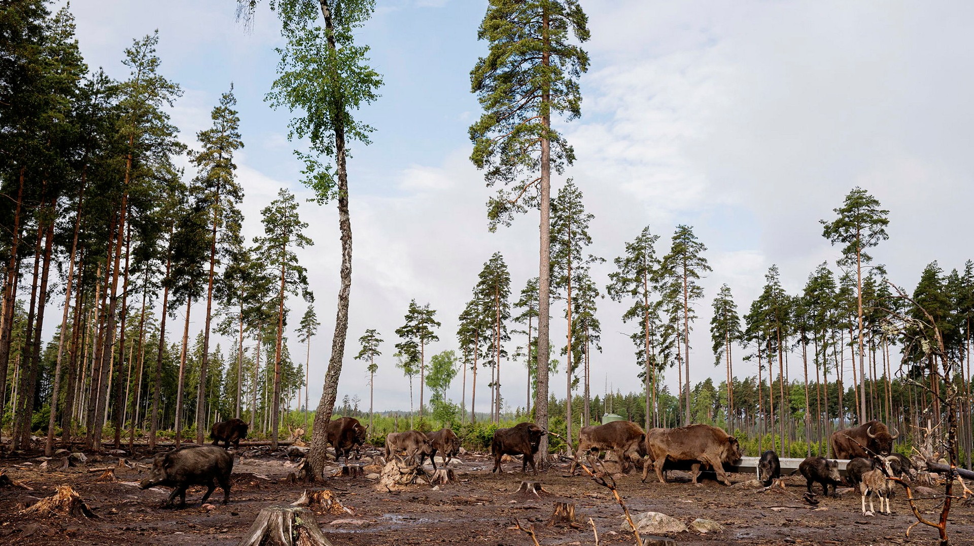 Tanken är att safarin ska fungera som en extra aktivitet för de som reser till Kosta för glasets skull.